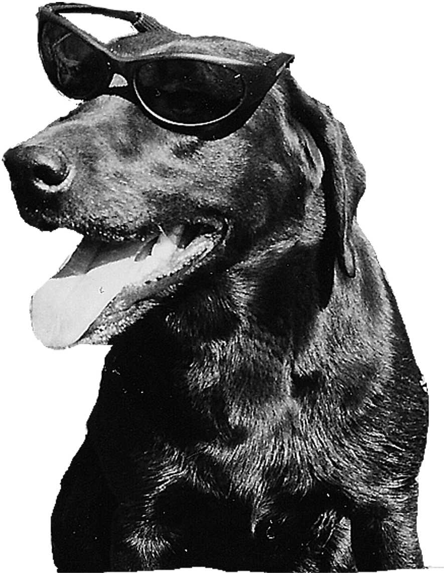 Hund mit Sonnenbrille, die Schriftstellerin Michaela Seul und ihre Hündin Luna,  flipper-privat.de