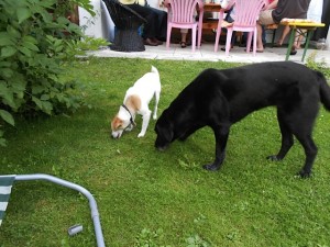 Hunde schnuppern im Gras, Luna und ihre Freundin, flipper-privat.de