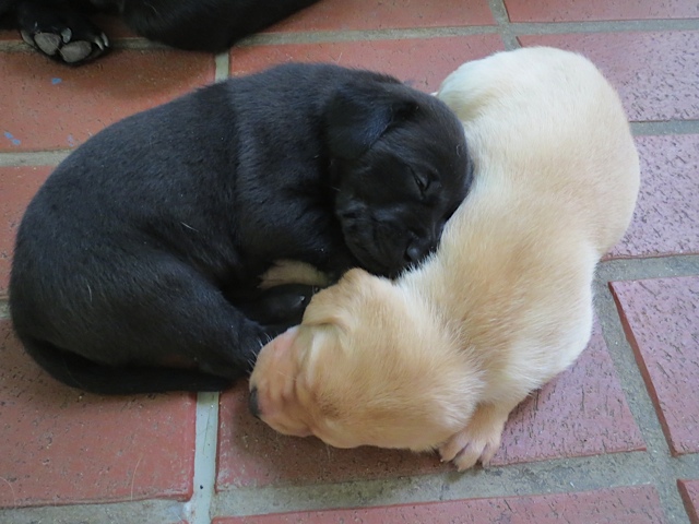 Heller und dunkler Labradorwelpe, zwei Hundebabys kuscheln miteinander, flipper-privat.de