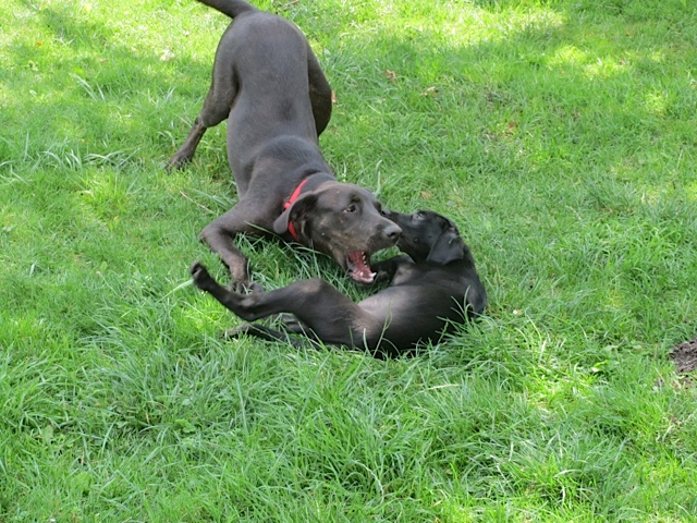 Hunde spielen miteinander, Miss Lomax lernt Knurren, flipper-privat.de