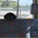 Hund im Auto, Miss Lomax im VW-Bus,  flipper-privat.de