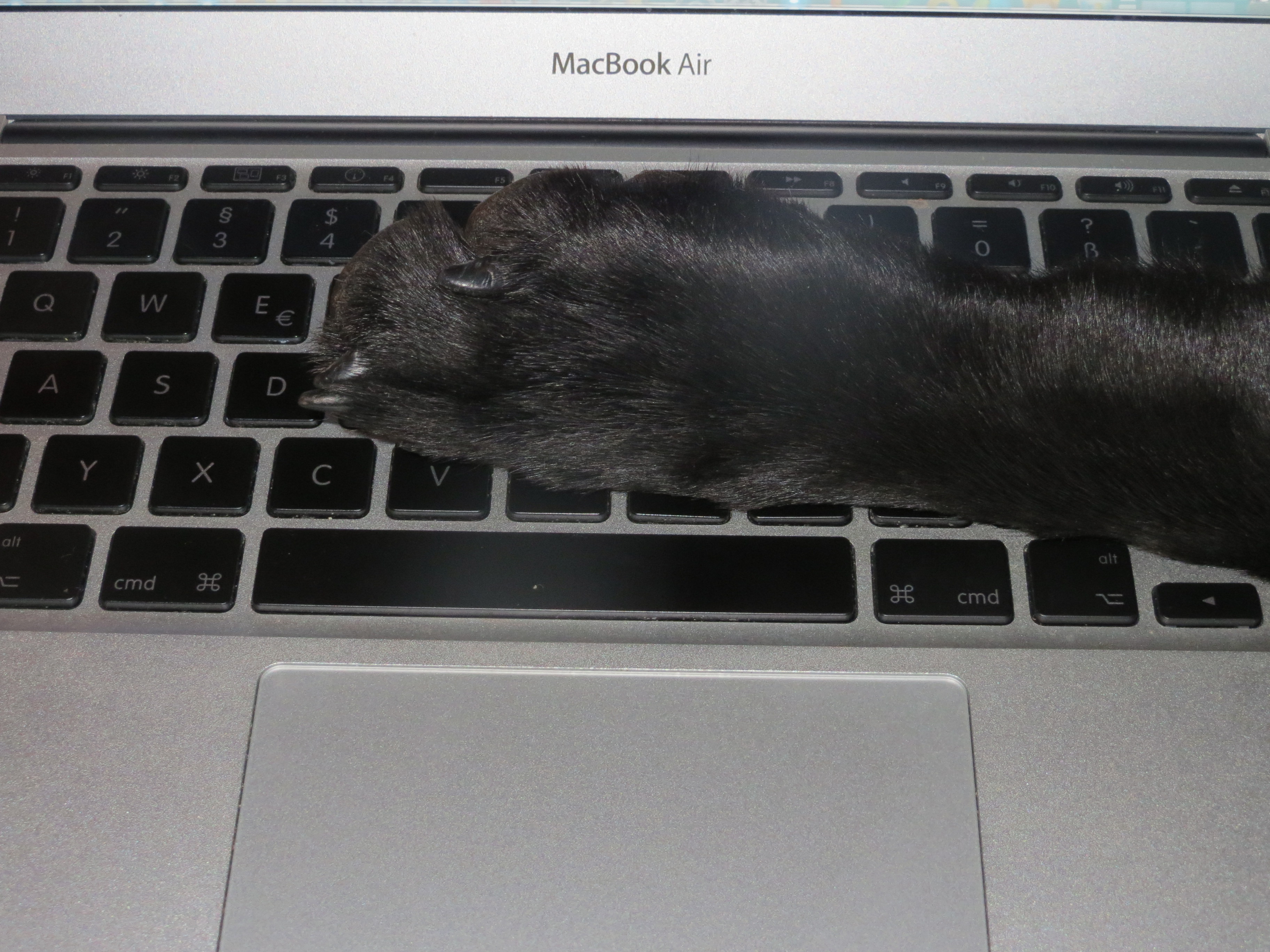 Der Hund der Schriftstellerin Michaela Seul namens Miss Lomax legt seine Pfote auf das Apple MacBook Air der Schriftstellerin, flipper-privat.de