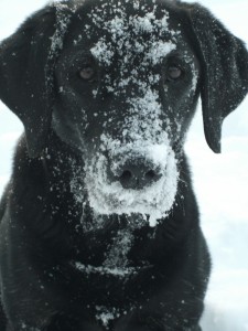 Schwarzer Hund im Schnee, Luna ist der liebste Hund der Welt, flipper-privat.de