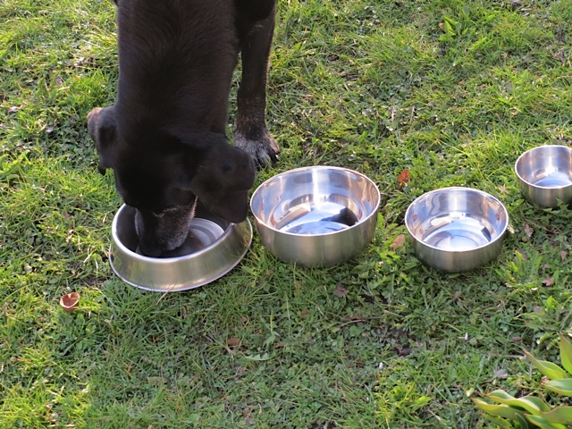 Labrador Luna beim Fressen, ein Hund und seine Näpfe, flipper-privat.de