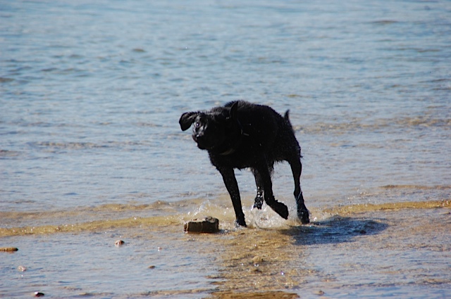 Hund, der sich schüttelt, das ist Miss Lomax, der Labrador der Autorin Michaela Seul am Starnberger See, die auch Krimis schreibt aus dem Fünfseenland, während er sich schüttelt. www.flipper-privat.de