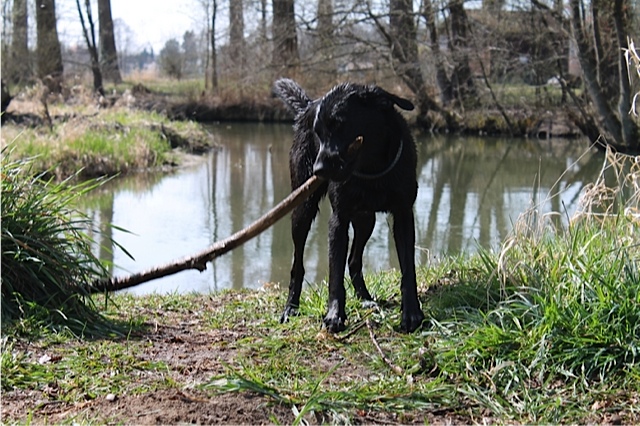 Labrador mit Stöckchen, Miss Lomax macht Kleinholz in Lunas Hundeblog