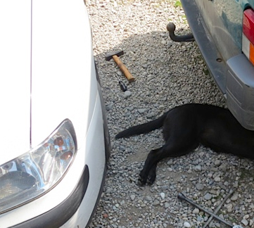 Beim Reifenwechseln assistiert Miss Lomax, ein schwarzer Labrador, der zu der Schriftstellerin Shirley Michaela Seul gehört, die Krimis schreibt und einen Hundeblog unter www.flipper-privat.de