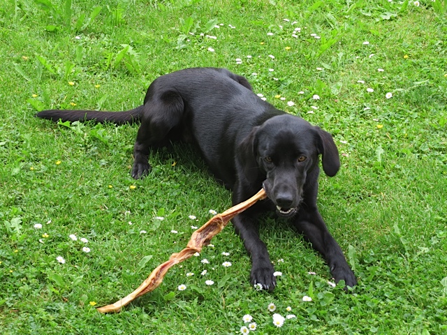 Hier genießt der schwarze Labrador Miss Lomax, der einen Hundeblog führt unter www.flipper-privat.de, und der Autorin Shirley Michaela Seul gehört, einen Ochsenziemer den er anlässlich seines ersten Geburtstages erhalten hat