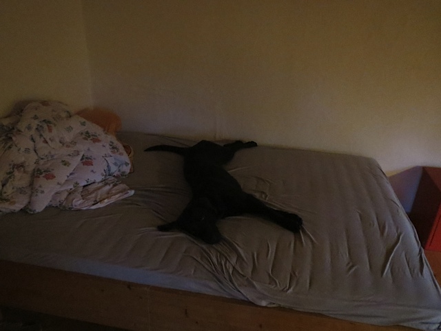 Miss Lomax nimmt so viel Platz im Bett weg, wie es eigentlich auch für einen schwarzen Labrador unhöflich ist, noch dazu, wo er als Muse der Schriftstellerin Shirley Michaela Seul einen eigenen Hundeblog führt unter www.flipper-privat.de