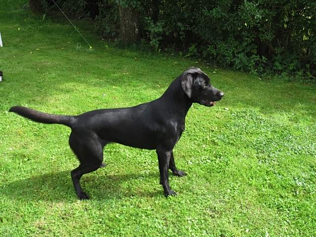 Hier zeigt Miss Lomax, der Hund der Schriftstellerin Michaela Seul perfekte Körperspannung, wie sie auch in ihrem Hundeblog www.flipper-privat.de abgebildet ist als schwarze Muse
