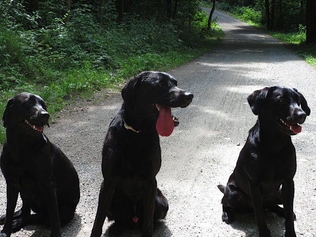 Drei schwarze Hunde, sie sind Wurfgeschwister, einer davon heißt Miss Lomax und arbeitet als Muse der Autorin Shirley Michaela Seul, als solche führ sie auch einen Hundeblog, den man findet unter www.flipper-privat.de
