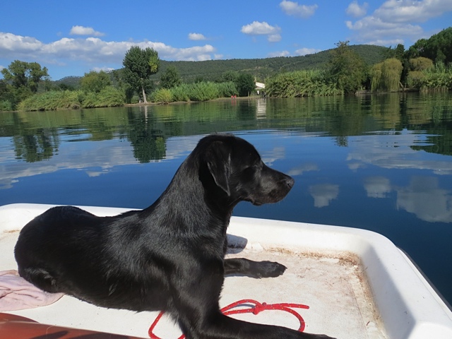 Miss Lomax genießt die Fahrt mit dem Tretboot und macht sich Gedanken über ihren Hundeblog www.flipper-privat.de, während ihre Chefin Michaela Seul, die Schriftstellerin ist, tritt, und zwar über den Bolsena See in Italien
