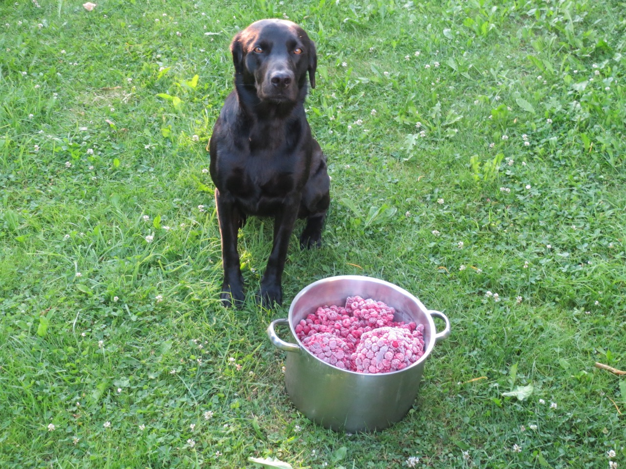 Hund kocht Himbeermarmelade ein auf www.flipper-privat.de der Hundeblag