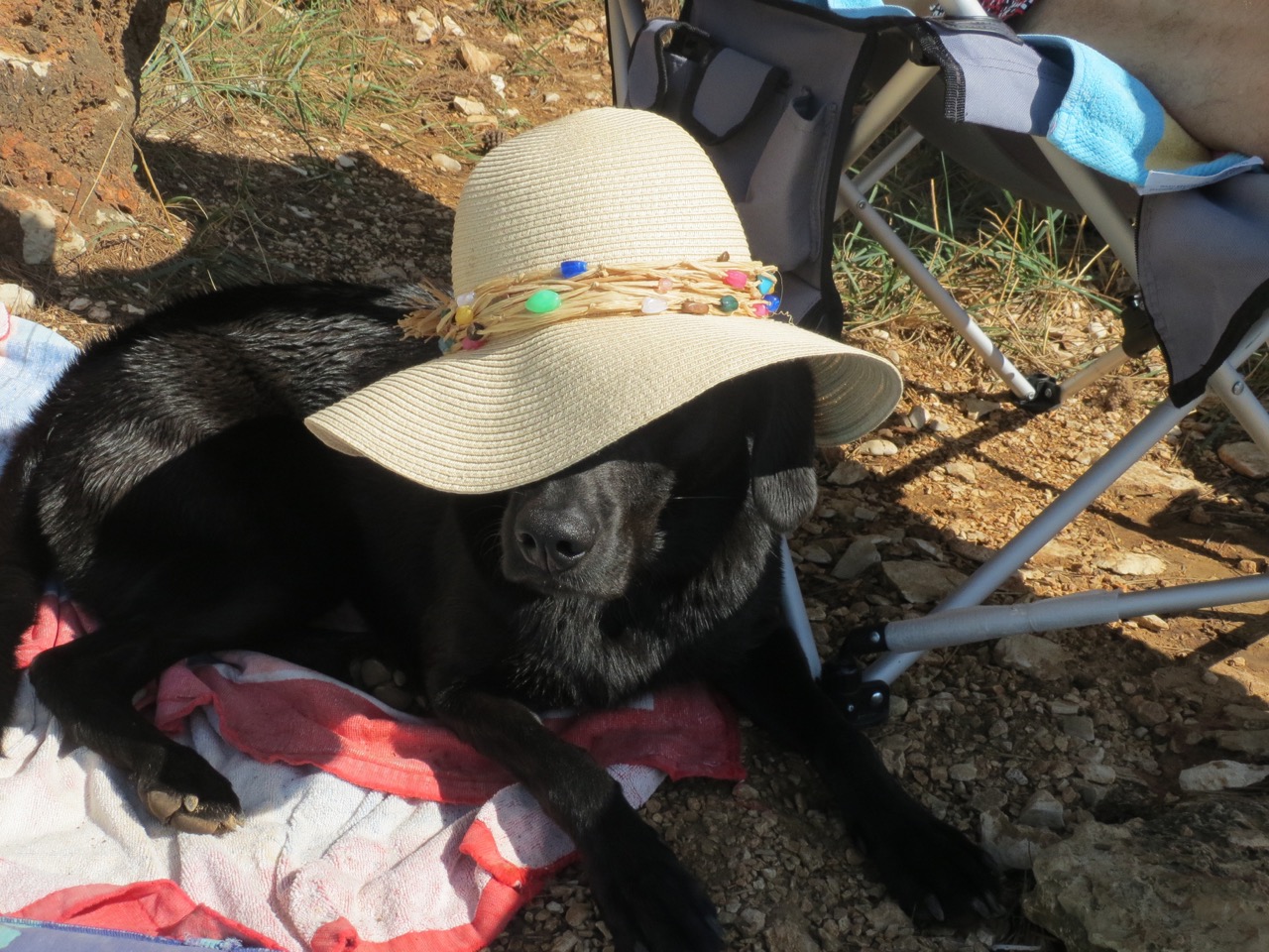 Hund mit Hut auf https://Shirley-Michaela-Seul.de