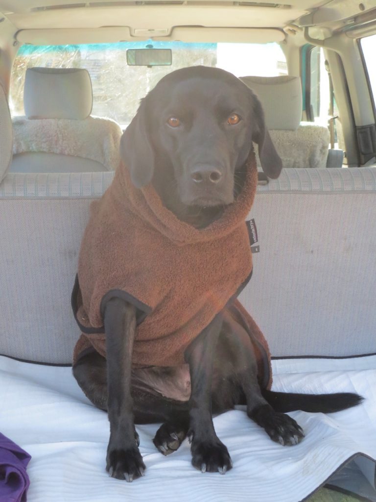 Hund mit Mantel auf https://shirley-michaela-seul.de