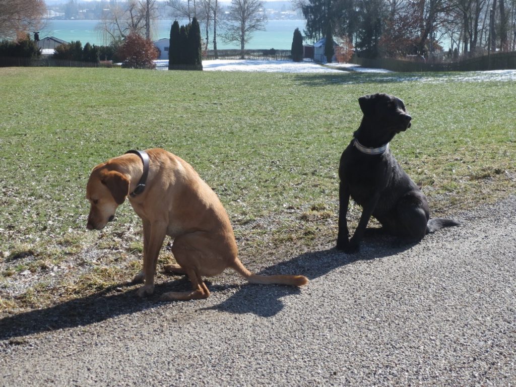 Hunde am See und Seehunde auf flippet-privat.de