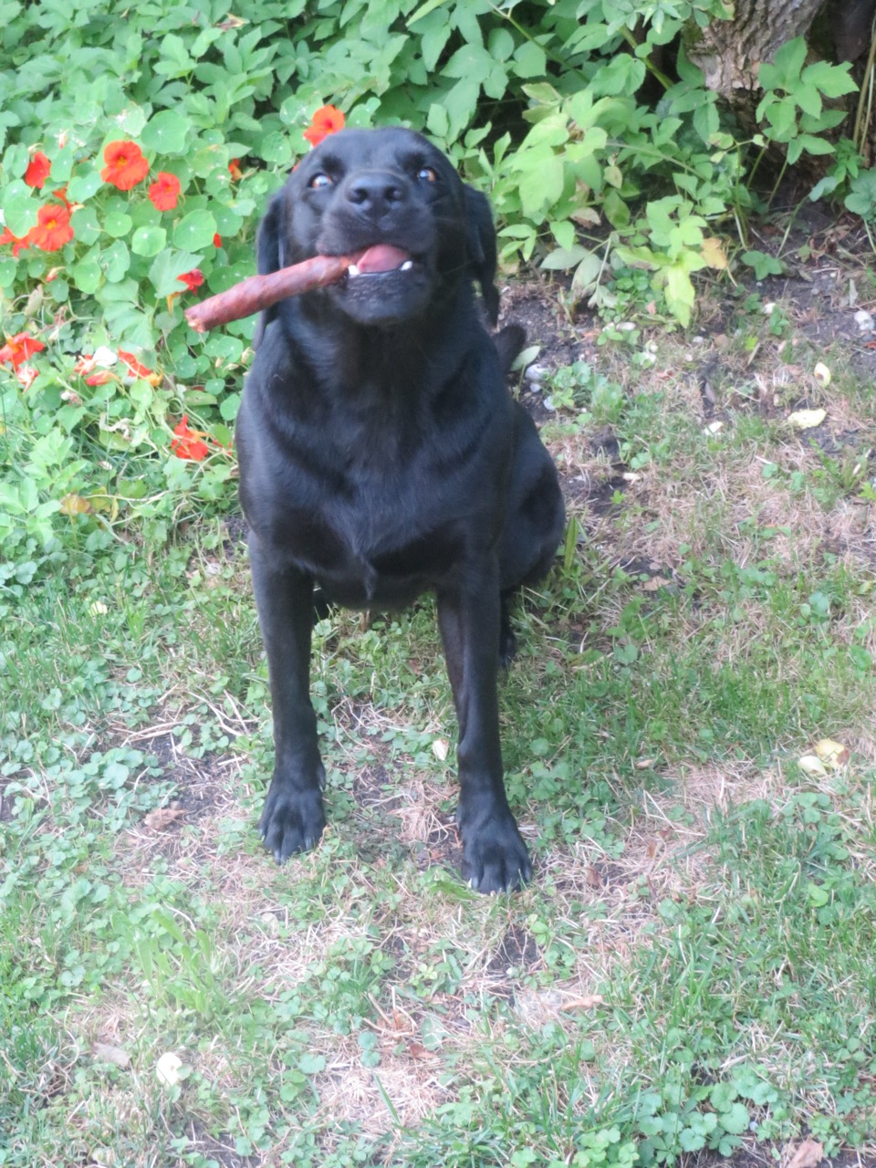 Hund mit Zigarre